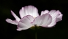 Filename=blomst0104.jpg
Filesize=65KiB
Dimensions=900x514
Date added=Sep 02, 2009 blomst0104.jpg