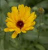 blomster0003.jpg