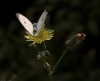 Filename=sommerfugl.jpg
Filesize=113KiB
Dimensions=1000x818
Date added=Sep 02, 2009 sommerfugl.jpg