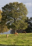 Filename=naturen0002.jpg
Filesize=311KiB
Dimensions=553x800
Date added=Nov 18, 2010 naturen0002.jpg